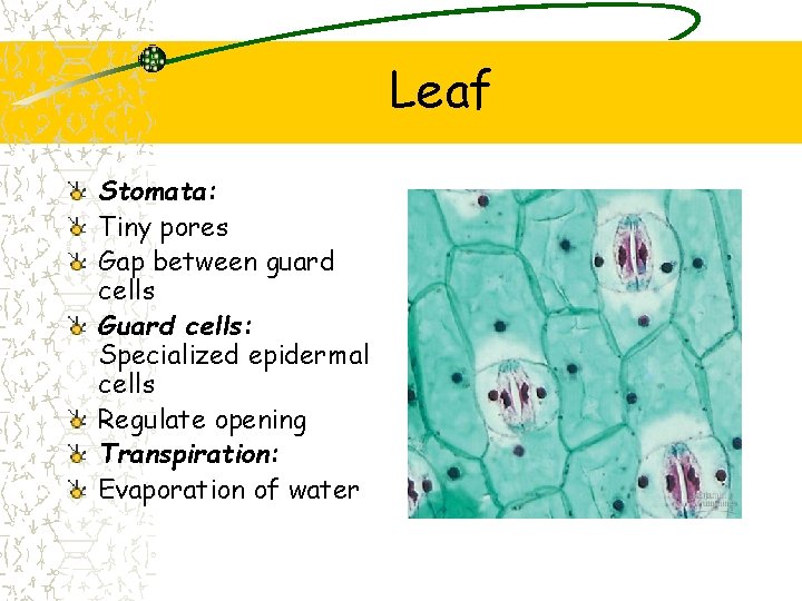 Leaf Stomata: Tiny pores Gap between guard cells Guard cells: Specialized epidermal cells Regulate