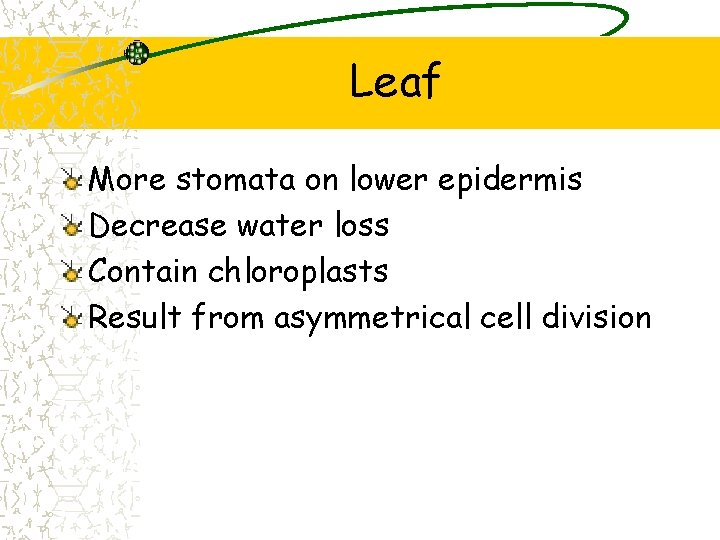 Leaf More stomata on lower epidermis Decrease water loss Contain chloroplasts Result from asymmetrical