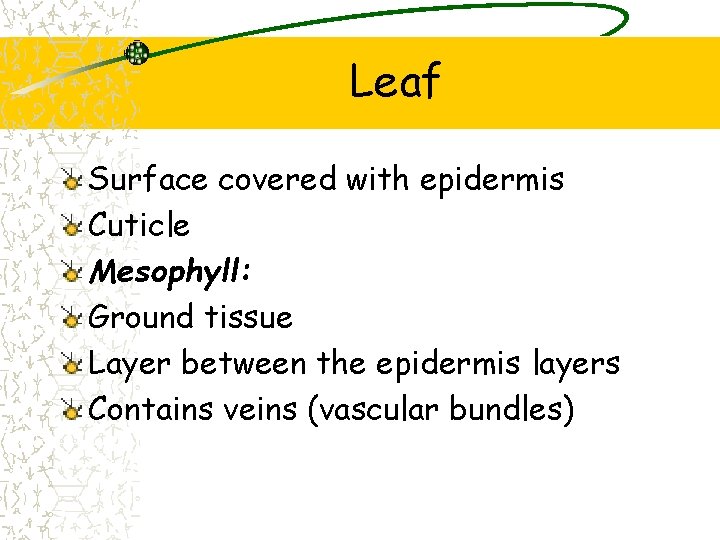 Leaf Surface covered with epidermis Cuticle Mesophyll: Ground tissue Layer between the epidermis layers