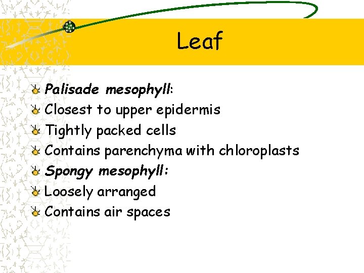 Leaf Palisade mesophyll: Closest to upper epidermis Tightly packed cells Contains parenchyma with chloroplasts