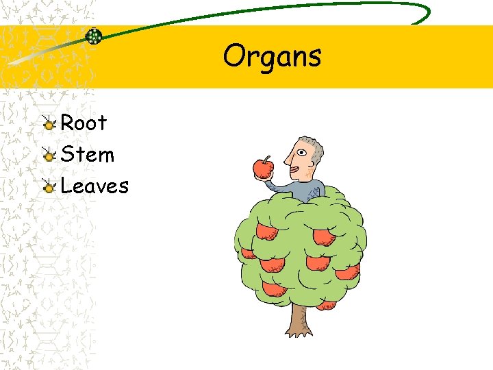 Organs Root Stem Leaves 