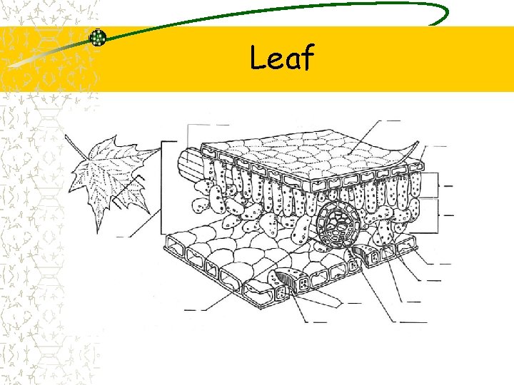 Leaf 