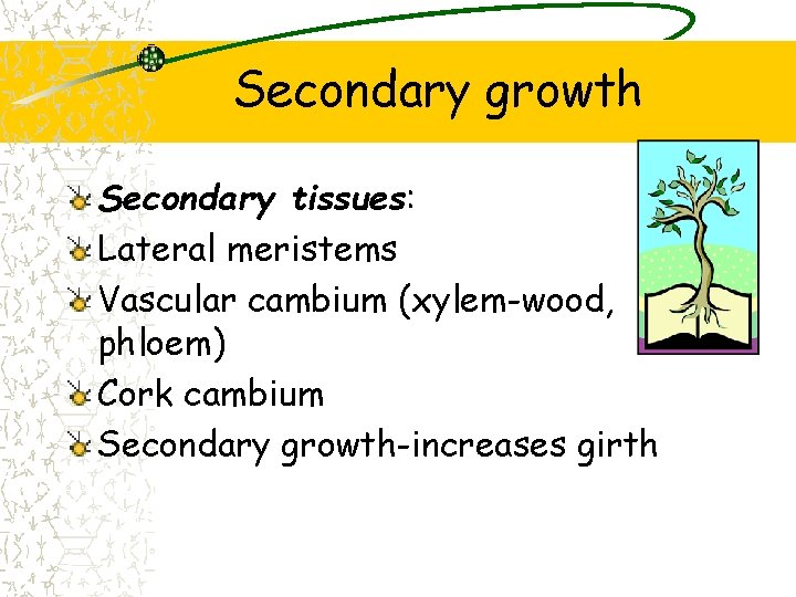 Secondary growth Secondary tissues: Lateral meristems Vascular cambium (xylem-wood, phloem) Cork cambium Secondary growth-increases