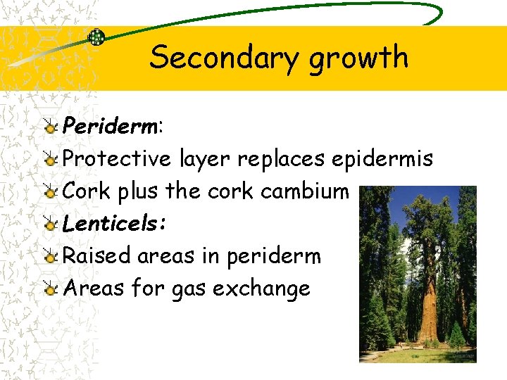 Secondary growth Periderm: Protective layer replaces epidermis Cork plus the cork cambium Lenticels: Raised