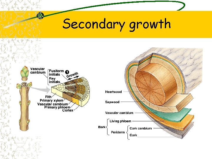 Secondary growth 