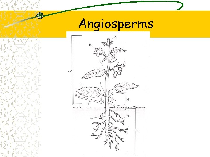 Angiosperms 