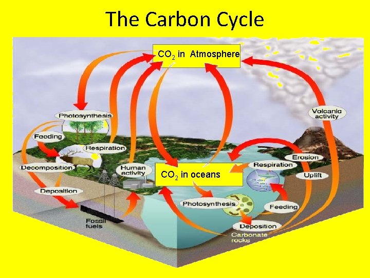 The Carbon Cycle CO 2 in Atmosphere CO 2 in oceans 