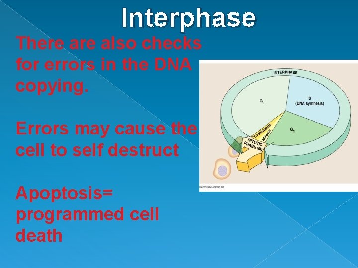 Interphase There also checks for errors in the DNA copying. Errors may cause the
