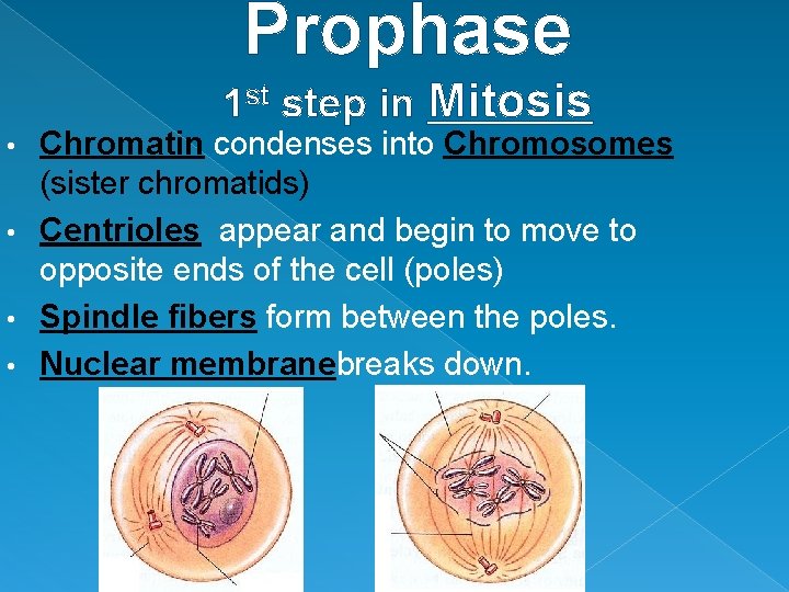 Prophase 1 st step in Mitosis Chromatin condenses into Chromosomes (sister chromatids) • Centrioles