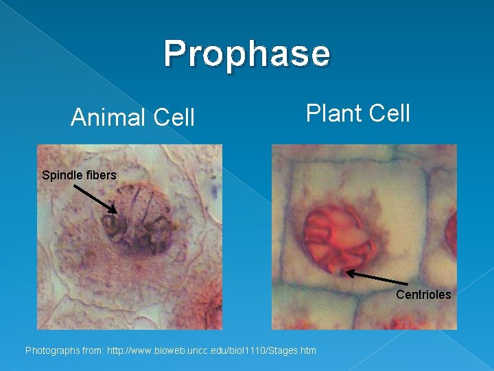 Prophase Animal Cell Plant Cell Spindle fibers Centrioles Photographs from: http: //www. bioweb. uncc.