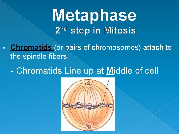 Metaphase 2 nd step in Mitosis • Chromatids (or pairs of chromosomes) attach to