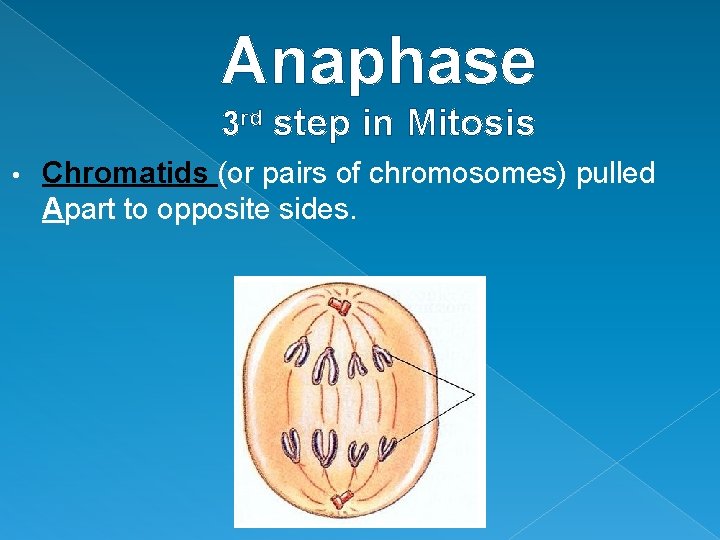 Anaphase 3 rd step in Mitosis • Chromatids (or pairs of chromosomes) pulled Apart