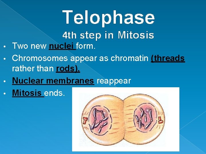 Telophase 4 th step in Mitosis Two new nuclei form. • Chromosomes appear as