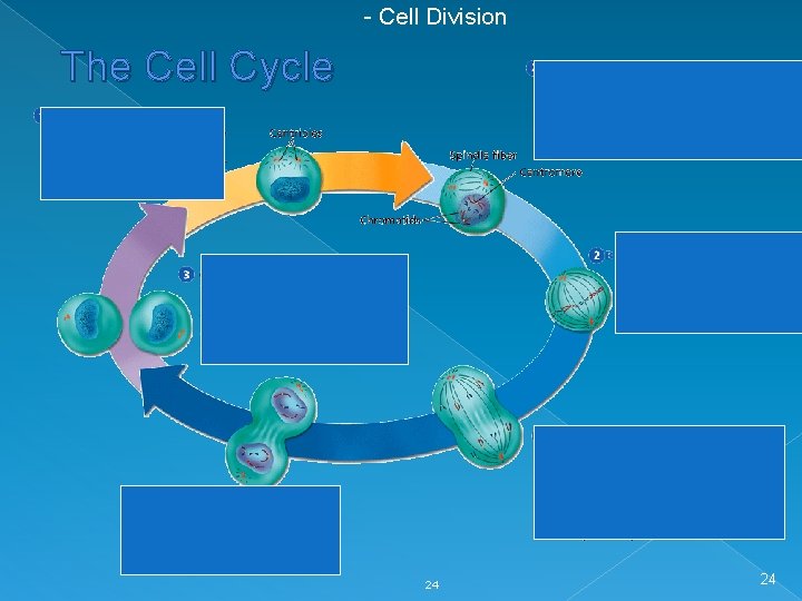 - Cell Division The Cell Cycle 24 24 