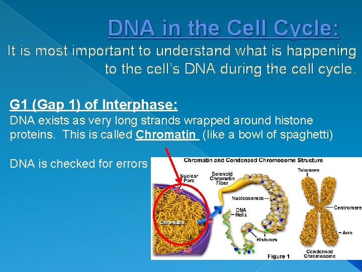 DNA in the Cell Cycle: It is most important to understand what is happening
