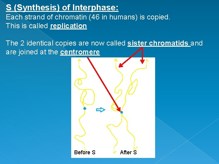 S (Synthesis) of Interphase: Each strand of chromatin (46 in humans) is copied. This
