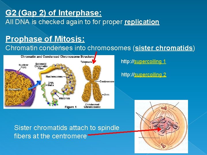 G 2 (Gap 2) of Interphase: All DNA is checked again to for proper