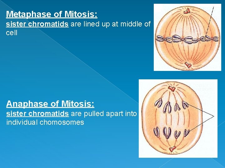 Metaphase of Mitosis: sister chromatids are lined up at middle of cell Anaphase of