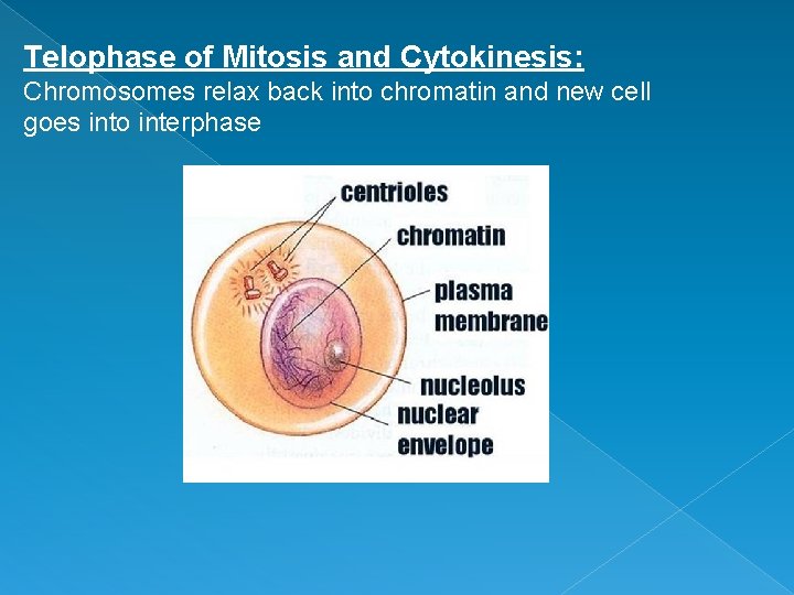 Telophase of Mitosis and Cytokinesis: Chromosomes relax back into chromatin and new cell goes