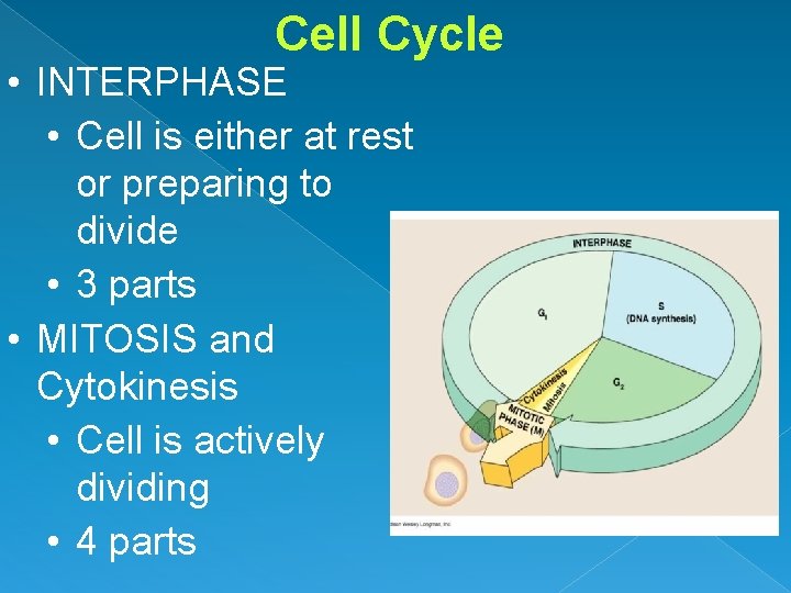 Cell Cycle • INTERPHASE • Cell is either at rest or preparing to divide