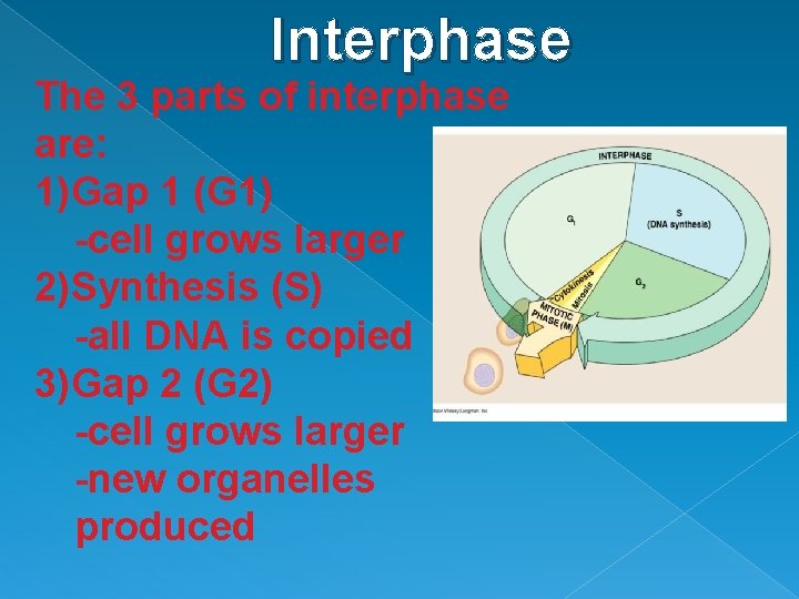 Interphase The 3 parts of interphase are: 1)Gap 1 (G 1) -cell grows larger