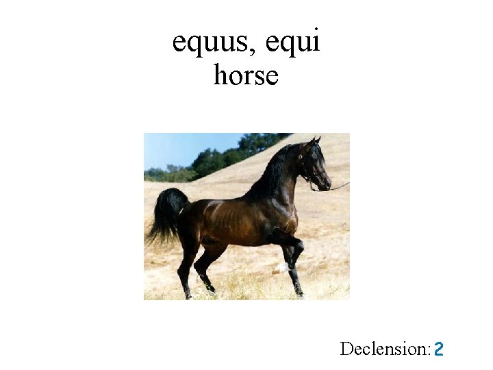 equus, equi horse Declension: 2 