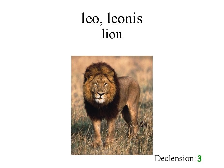 leo, leonis lion Declension: 3 