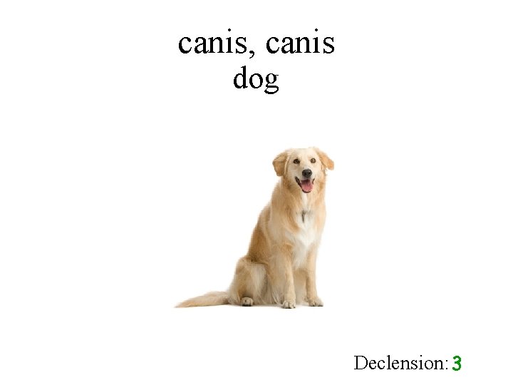 canis, canis dog Declension: 3 