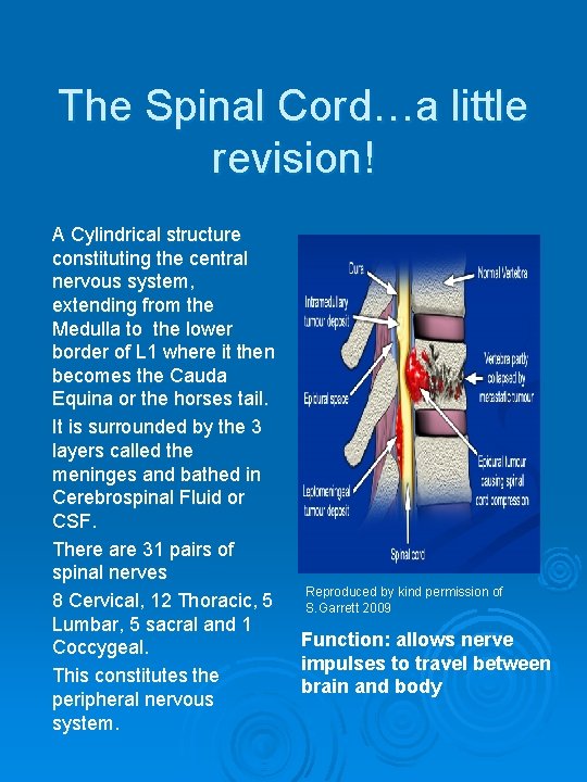 The Spinal Cord…a little revision! A Cylindrical structure constituting the central nervous system, extending
