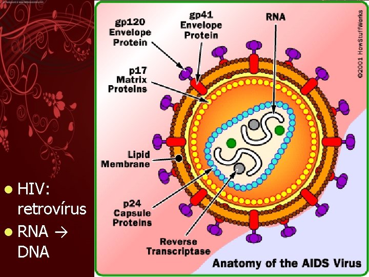 l HIV: retrovírus l RNA → DNA 