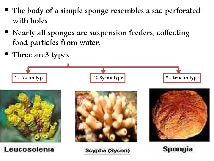  • • • The body of a simple sponge resembles a sac perforated
