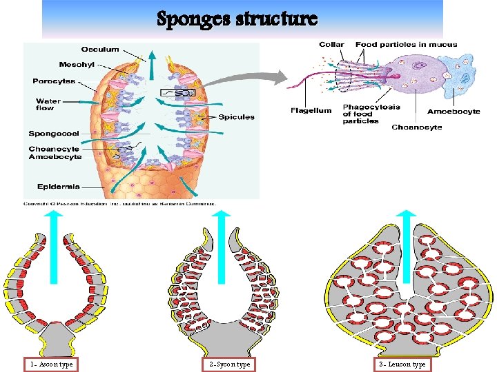 Sponges structure 1 - Ascon type 2 -Sycon type 3 - Leucon type 