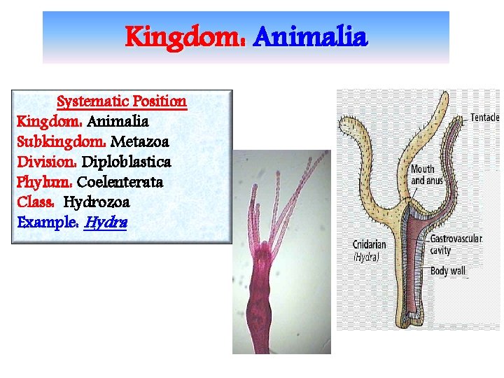 Kingdom: Animalia Systematic Position Kingdom: Animalia Subkingdom: Metazoa Division: Diploblastica Phylum: Coelenterata Class: Hydrozoa