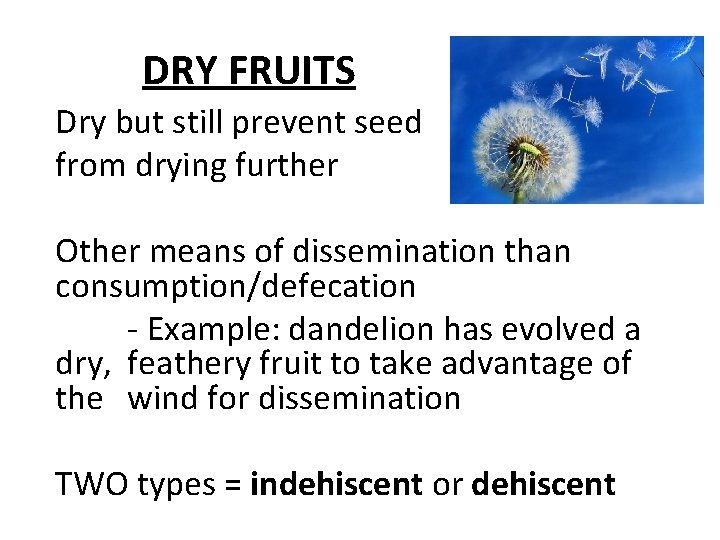 DRY FRUITS Dry but still prevent seed from drying further Other means of dissemination