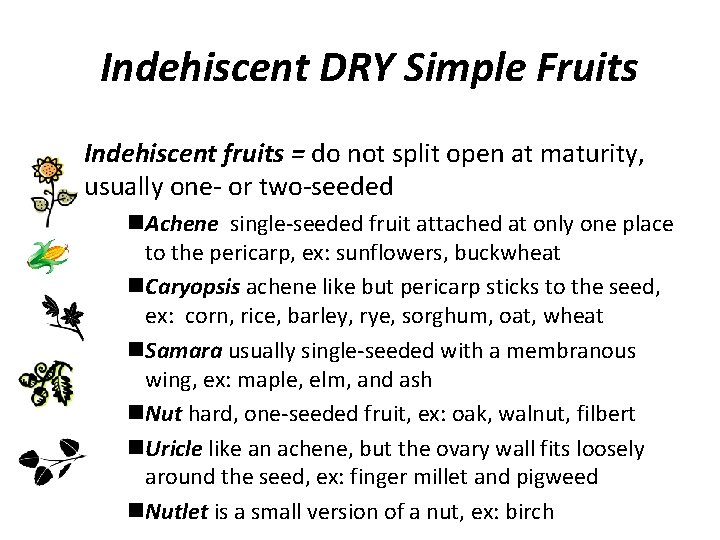 Indehiscent DRY Simple Fruits Indehiscent fruits = do not split open at maturity, usually