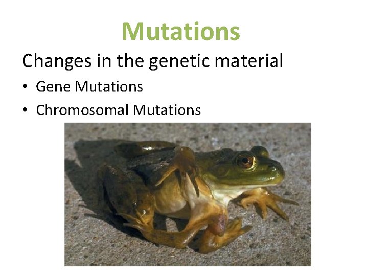 Mutations Changes in the genetic material • Gene Mutations • Chromosomal Mutations 