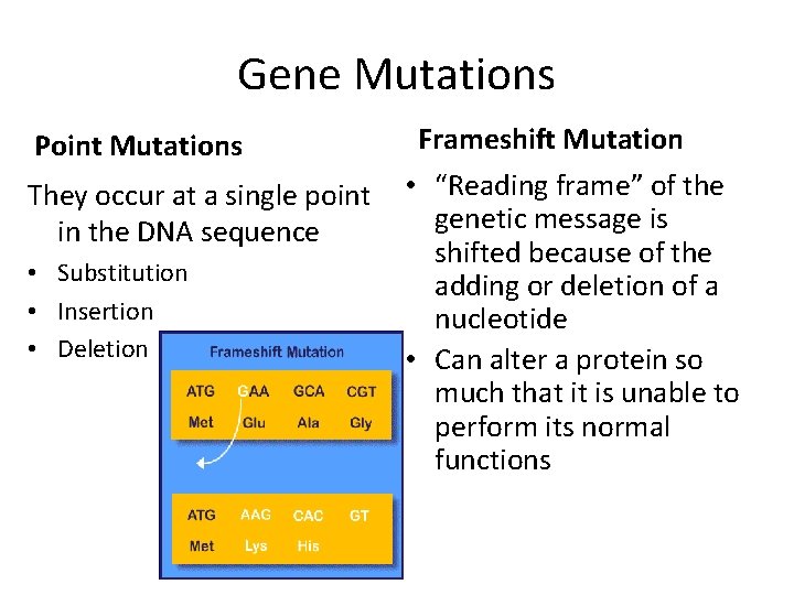 Gene Mutations Point Mutations They occur at a single point in the DNA sequence