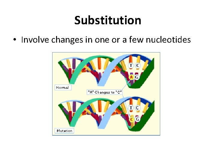 Substitution • Involve changes in one or a few nucleotides 