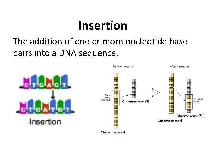 Insertion The addition of one or more nucleotide base pairs into a DNA sequence.