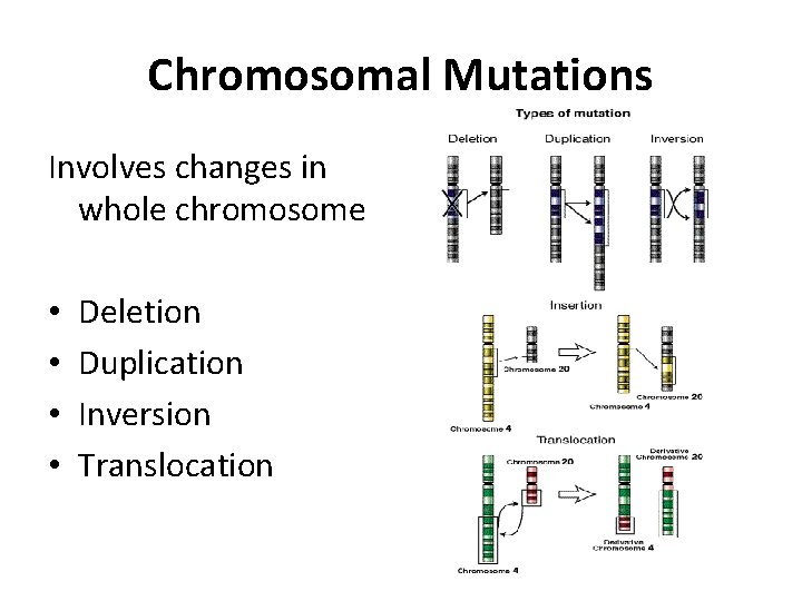 Chromosomal Mutations Involves changes in whole chromosome • • Deletion Duplication Inversion Translocation 