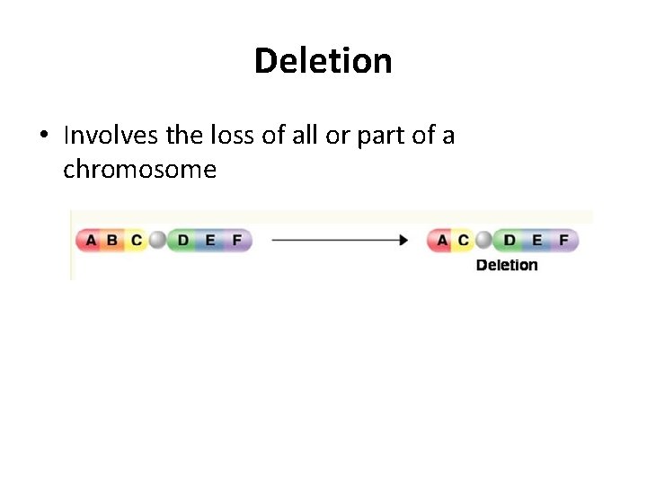 Deletion • Involves the loss of all or part of a chromosome 