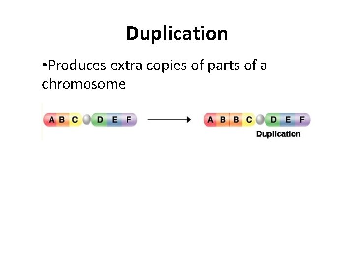 Duplication • Produces extra copies of parts of a chromosome 