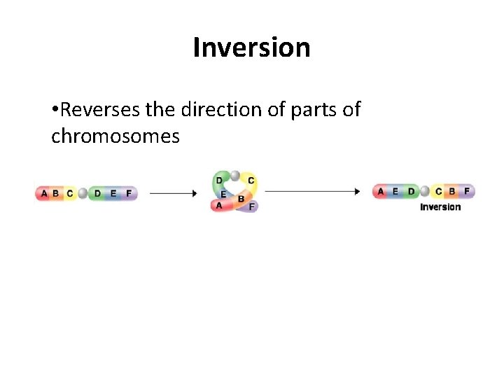 Inversion • Reverses the direction of parts of chromosomes 