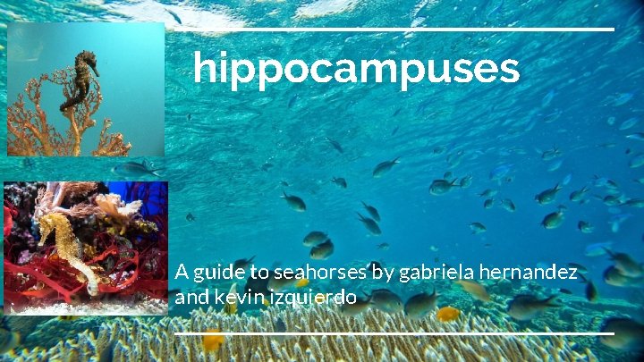 hippocampuses A guide to seahorses by gabriela hernandez and kevin izquierdo 