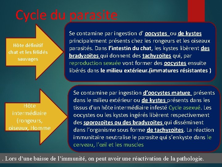 Cycle du parasite Hôte définitif chat et les félidés sauvages Hôte intermédiaire (rongeurs, oiseaux,