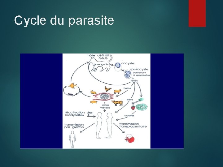 Cycle du parasite 