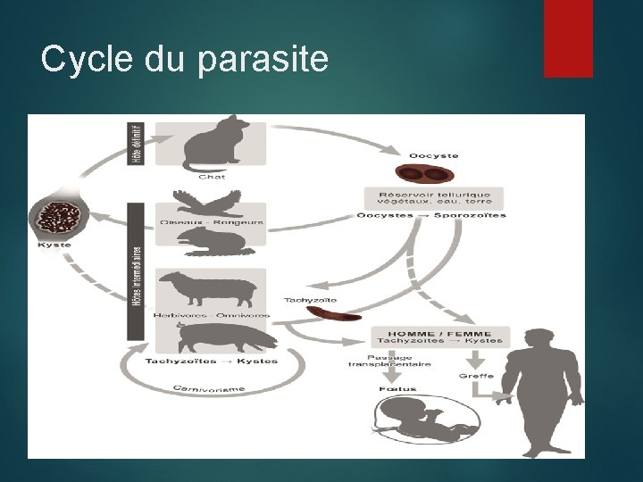 Cycle du parasite 