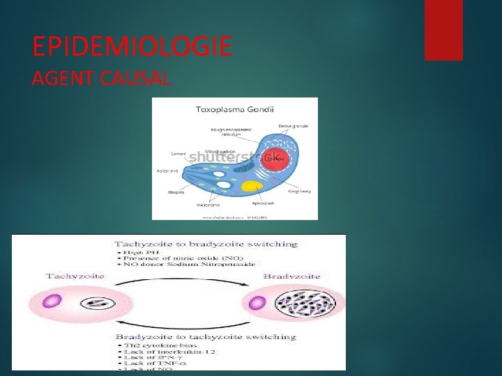 EPIDEMIOLOGIE AGENT CAUSAL 