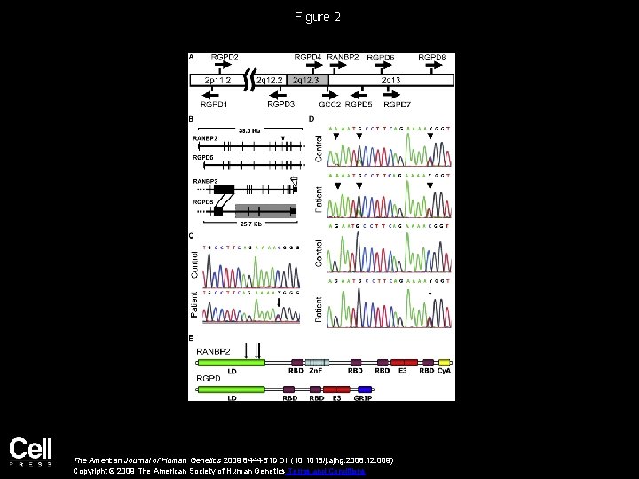 Figure 2 The American Journal of Human Genetics 2009 8444 -51 DOI: (10. 1016/j.