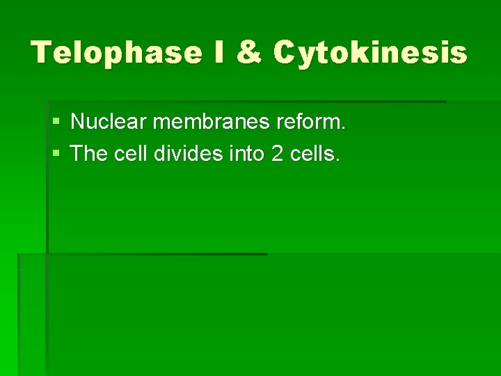Telophase I & Cytokinesis § Nuclear membranes reform. § The cell divides into 2